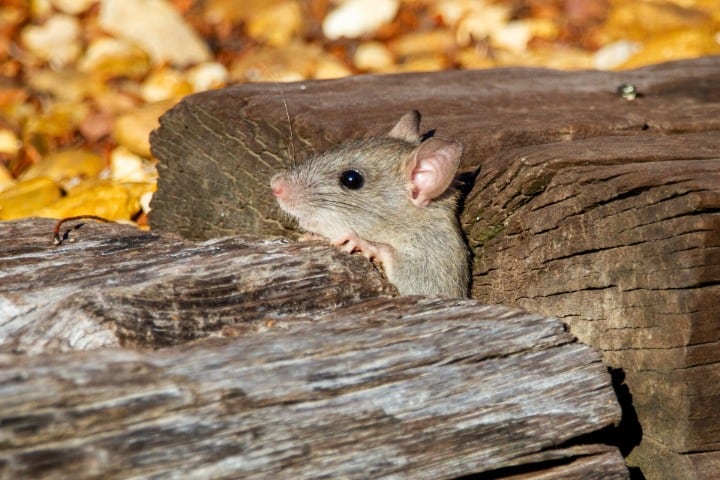 Common Mice and Rat Dream Scenarios