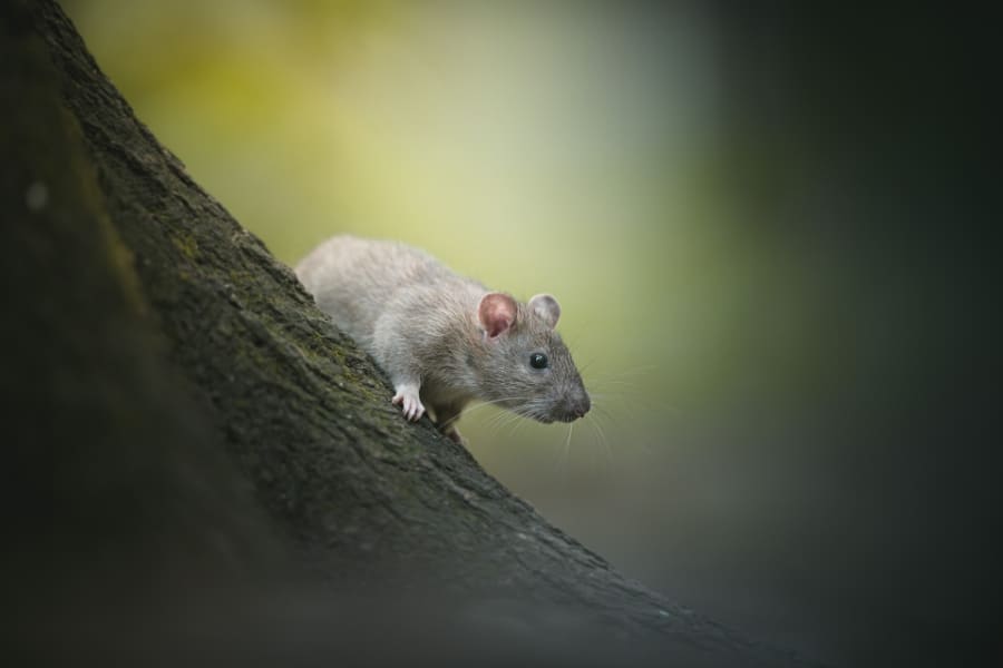 Dreams About Mice And Rats Meaning - Alica Forneret