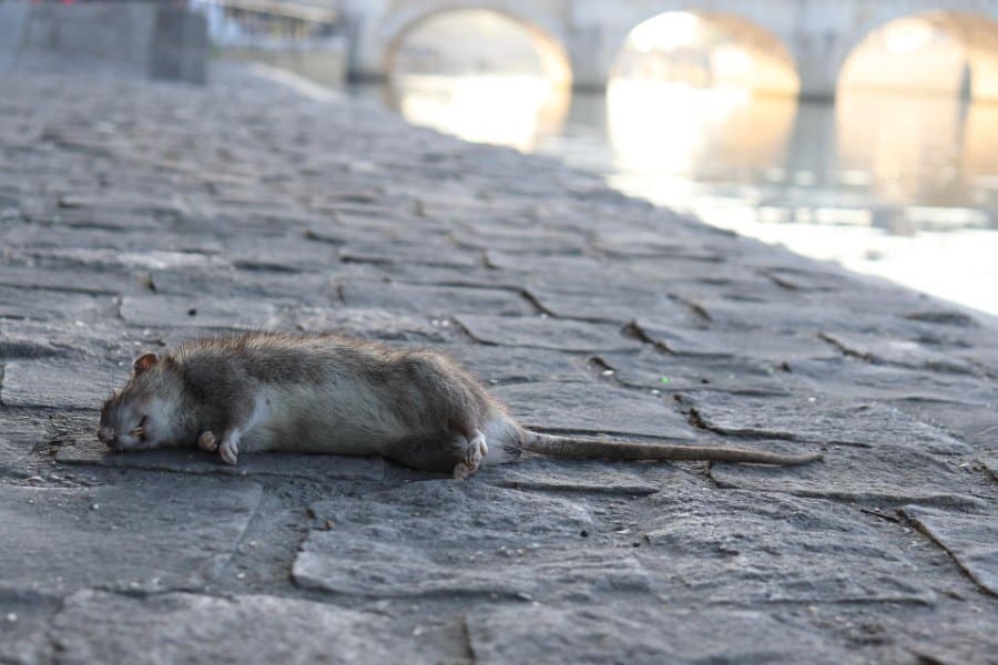 Dreaming of Dead Rats Meaning - Alica Forneret