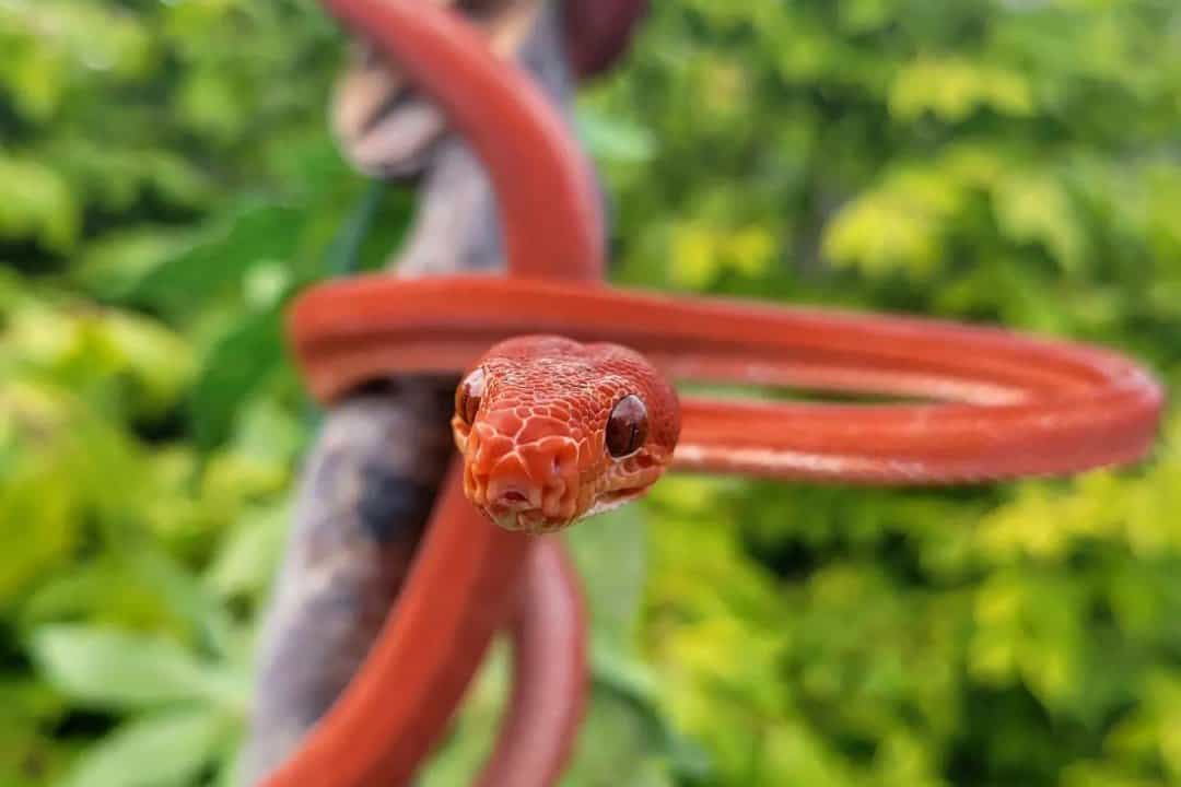 red snake in dream