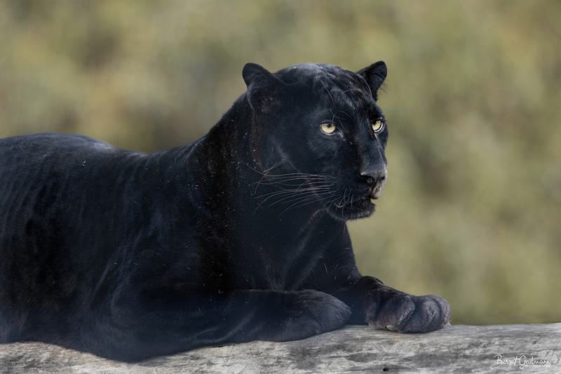 Spiritual Meaning Black Panther in Dream