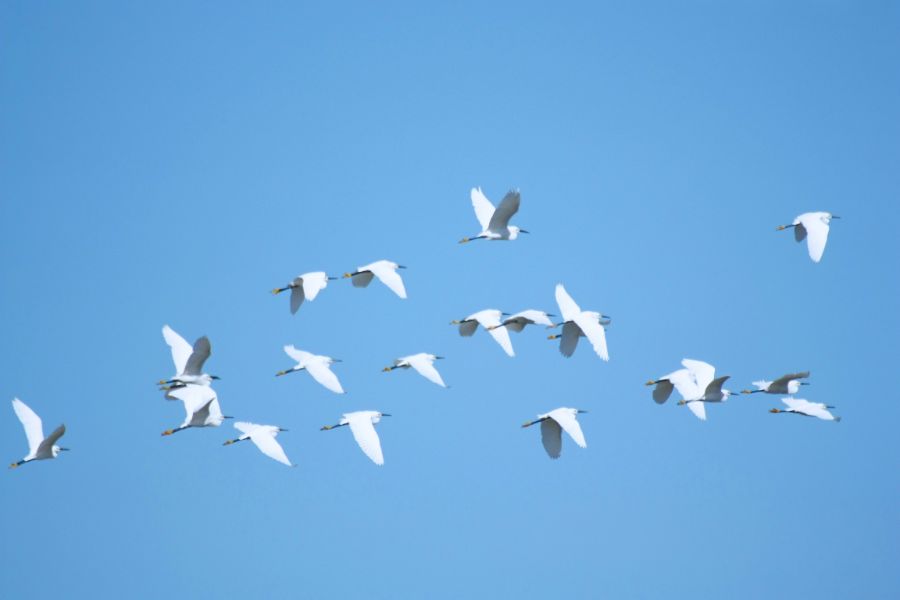 White Bird Dream Meanings