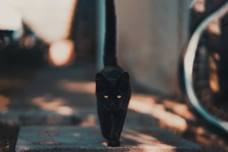 black cat dream meaning