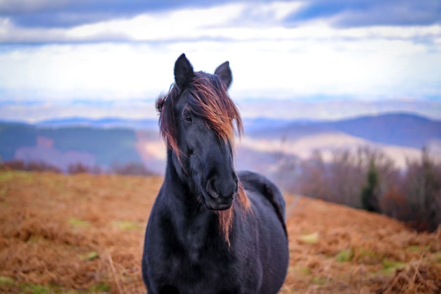 Black Horse Dream Meaning and Interpretation
