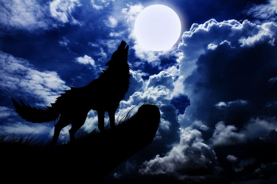 dream black wolf