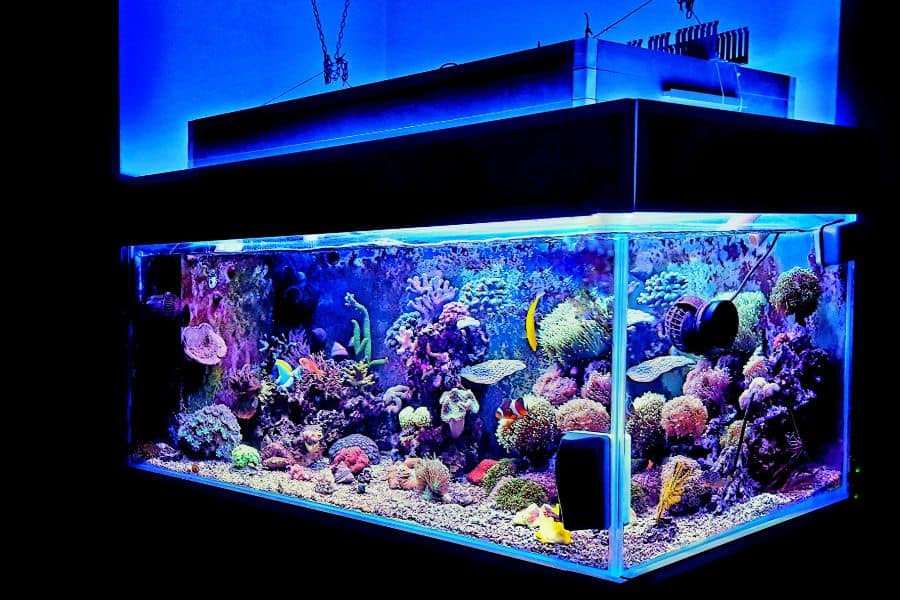 fish tank dream