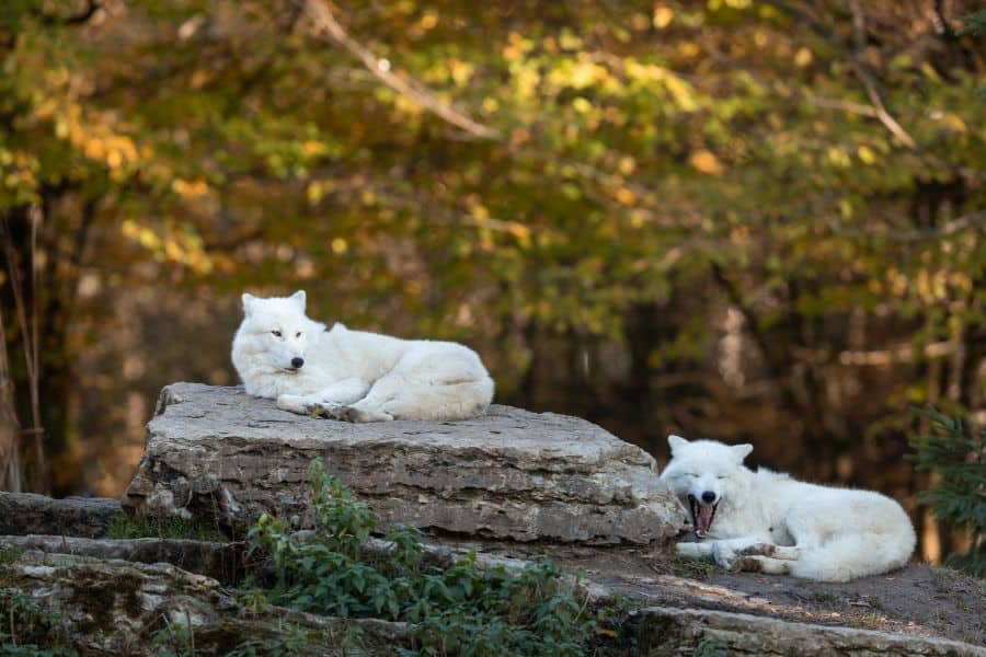 white wolves in dreams
