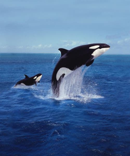 Common Dreams About Killer Whales