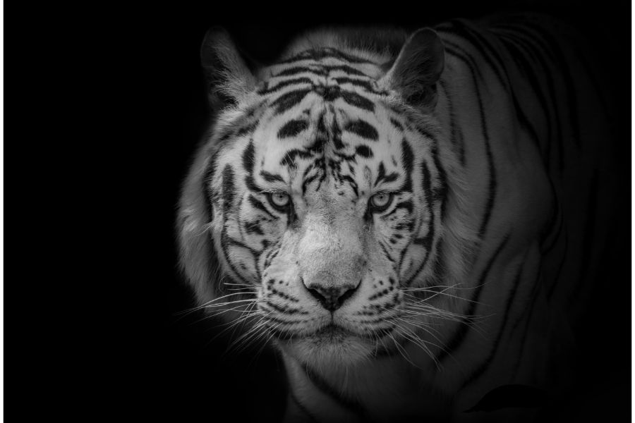 dream of white tiger
