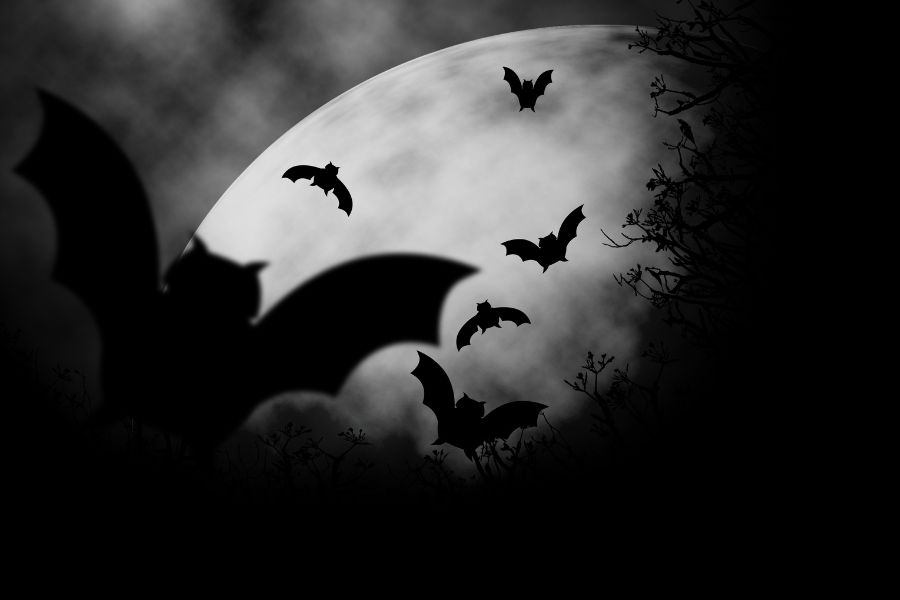 bat dream meaning