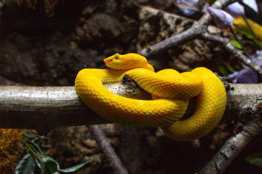 yellow snake dream