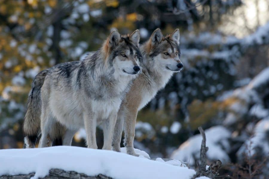 Spiritual Meaning of Wolves in Dreams