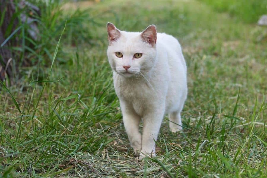 white cat in dream