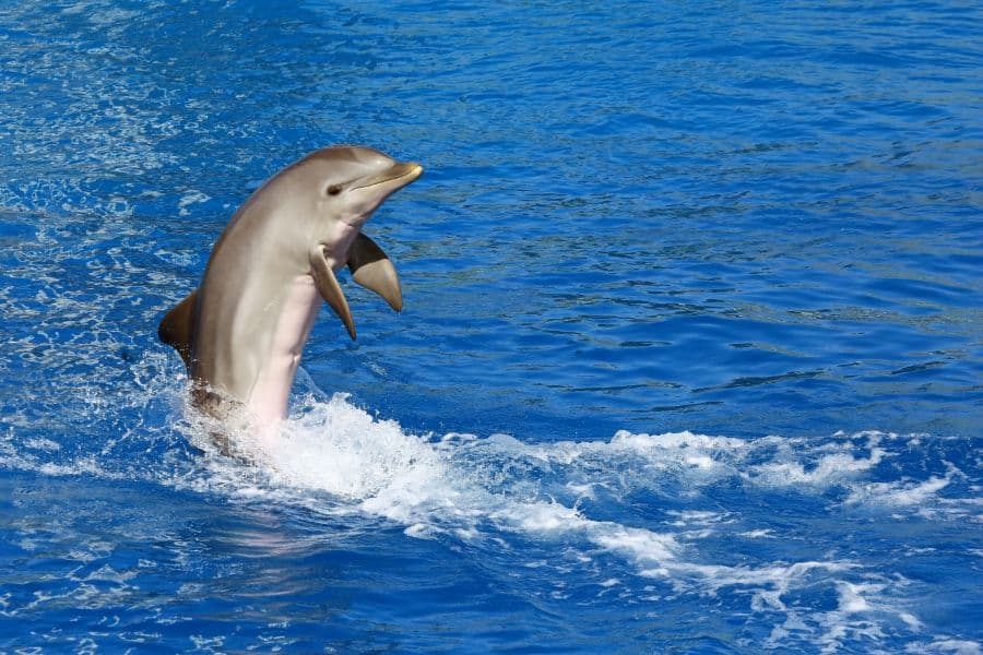 dolphin dream